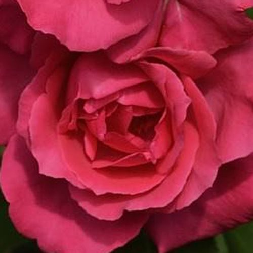 Online rózsa rendelés - Rózsaszín - teahibrid rózsa - közepesen intenzív illatú rózsa - Rosa Mullard Jubilee™ - Samuel Darragh McGredy IV. - Többször díjazott fajta, melyet ragyogó színének, édes illatú virágainak, valamint bokros megjelenésének köszönhet